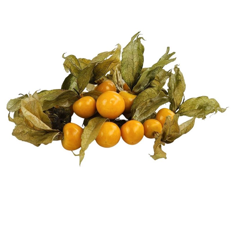 Physalis-8potes-fruta