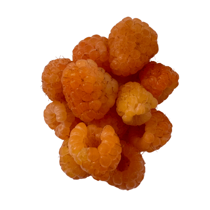 Framboesa-Amarela_fruta